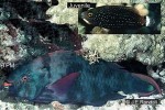 Enlarged Image of 'Scarus niger  ?ID'